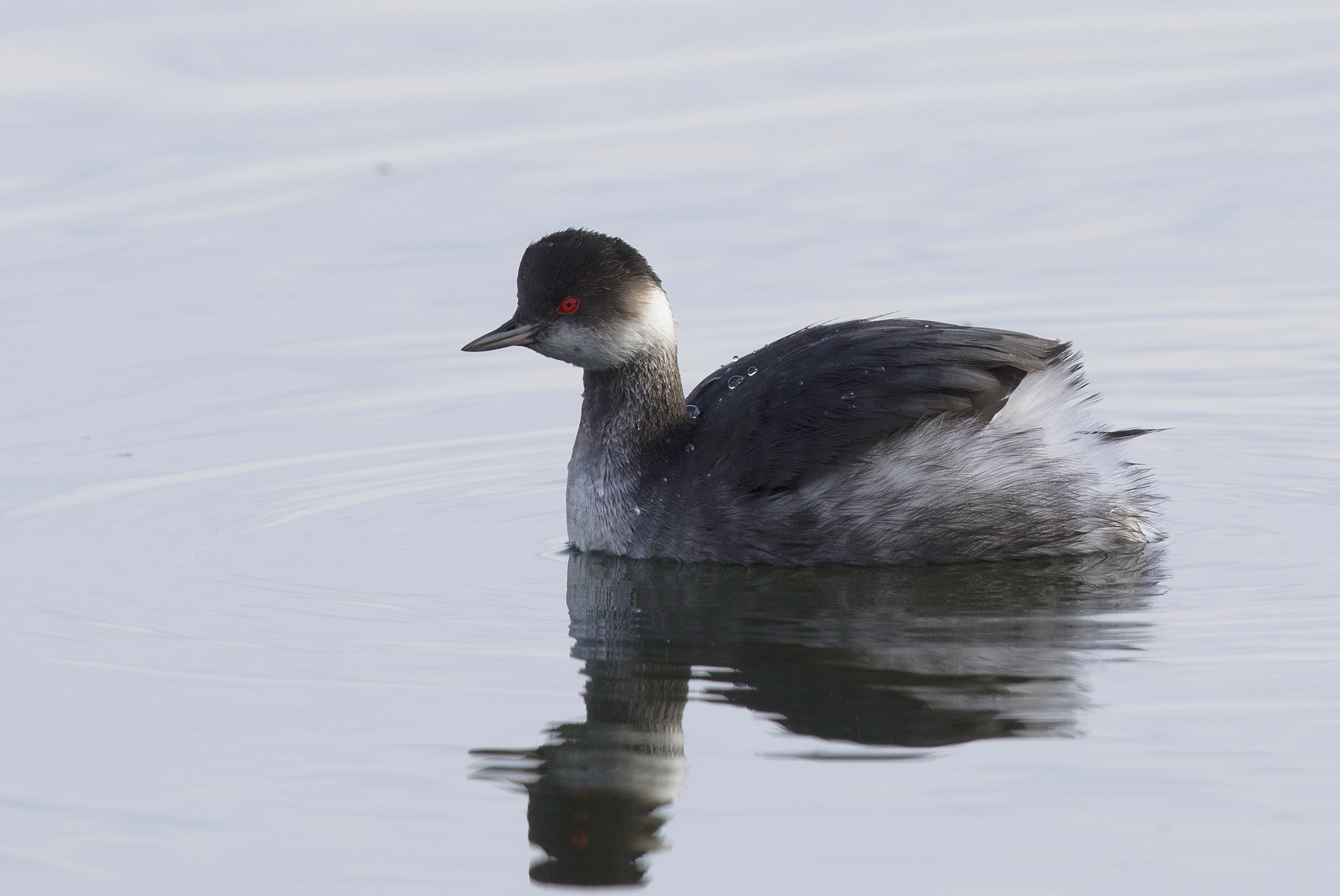 Eared Grebe